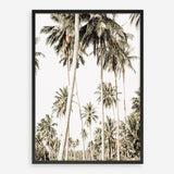 Shop Coconut Palm Plantation Photo Art Print a coastal themed photography wall art print from The Print Emporium wall artwork collection - Buy Australian made fine art poster and framed prints for the home and your interior decor, TPE-1088-AP