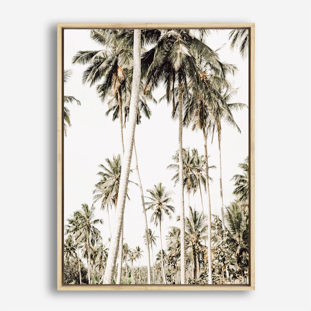 Shop Coconut Palm Plantation Photo Canvas Print a coastal themed photography framed stretched canvas print from The Print Emporium wall artwork collection - Buy Australian made prints for the home and your interior decor space, TPE-1088-CA-35X46-NF