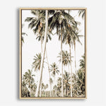 Shop Coconut Palm Plantation Photo Canvas Print a coastal themed photography framed stretched canvas print from The Print Emporium wall artwork collection - Buy Australian made prints for the home and your interior decor space, TPE-1088-CA-35X46-NF