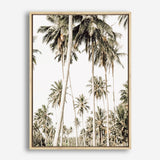 Shop Coconut Palm Plantation Photo Canvas Print a coastal themed photography framed stretched canvas print from The Print Emporium wall artwork collection - Buy Australian made prints for the home and your interior decor space, TPE-1088-CA-35X46-NF