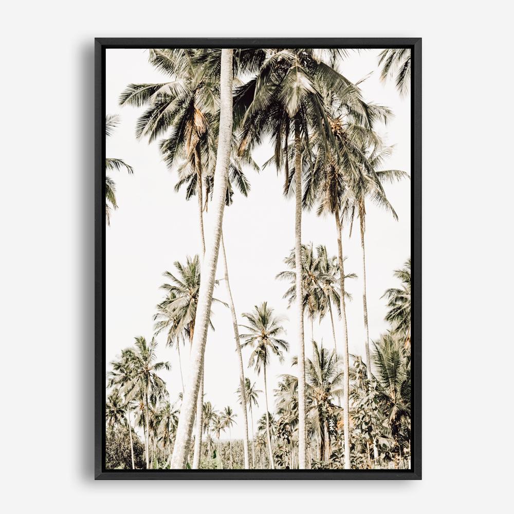 Shop Coconut Palm Plantation Photo Canvas Print a coastal themed photography framed stretched canvas print from The Print Emporium wall artwork collection - Buy Australian made prints for the home and your interior decor space, TPE-1088-CA-35X46-NF