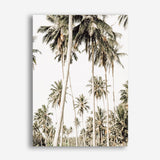 Shop Coconut Palm Plantation Photo Canvas Print a coastal themed photography framed stretched canvas print from The Print Emporium wall artwork collection - Buy Australian made prints for the home and your interior decor space, TPE-1088-CA-35X46-NF