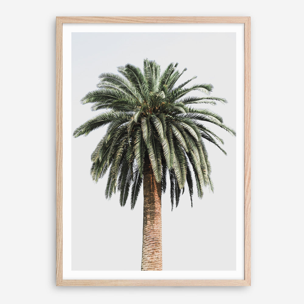 Shop Coconut Palm Tree Photo Art Print a coastal themed photography wall art print from The Print Emporium wall artwork collection - Buy Australian made fine art poster and framed prints for the home and your interior decor, TPE-1079-AP