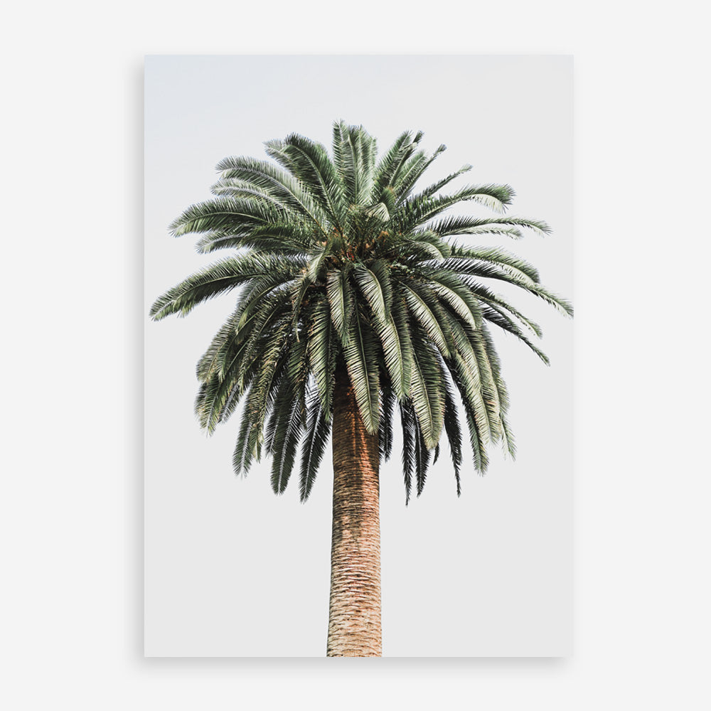 Shop Coconut Palm Tree Photo Art Print a coastal themed photography wall art print from The Print Emporium wall artwork collection - Buy Australian made fine art poster and framed prints for the home and your interior decor, TPE-1079-AP