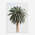 Shop Coconut Palm Tree Photo Art Print a coastal themed photography wall art print from The Print Emporium wall artwork collection - Buy Australian made fine art poster and framed prints for the home and your interior decor, TPE-1079-AP