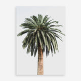 Shop Coconut Palm Tree Photo Art Print a coastal themed photography wall art print from The Print Emporium wall artwork collection - Buy Australian made fine art poster and framed prints for the home and your interior decor, TPE-1079-AP