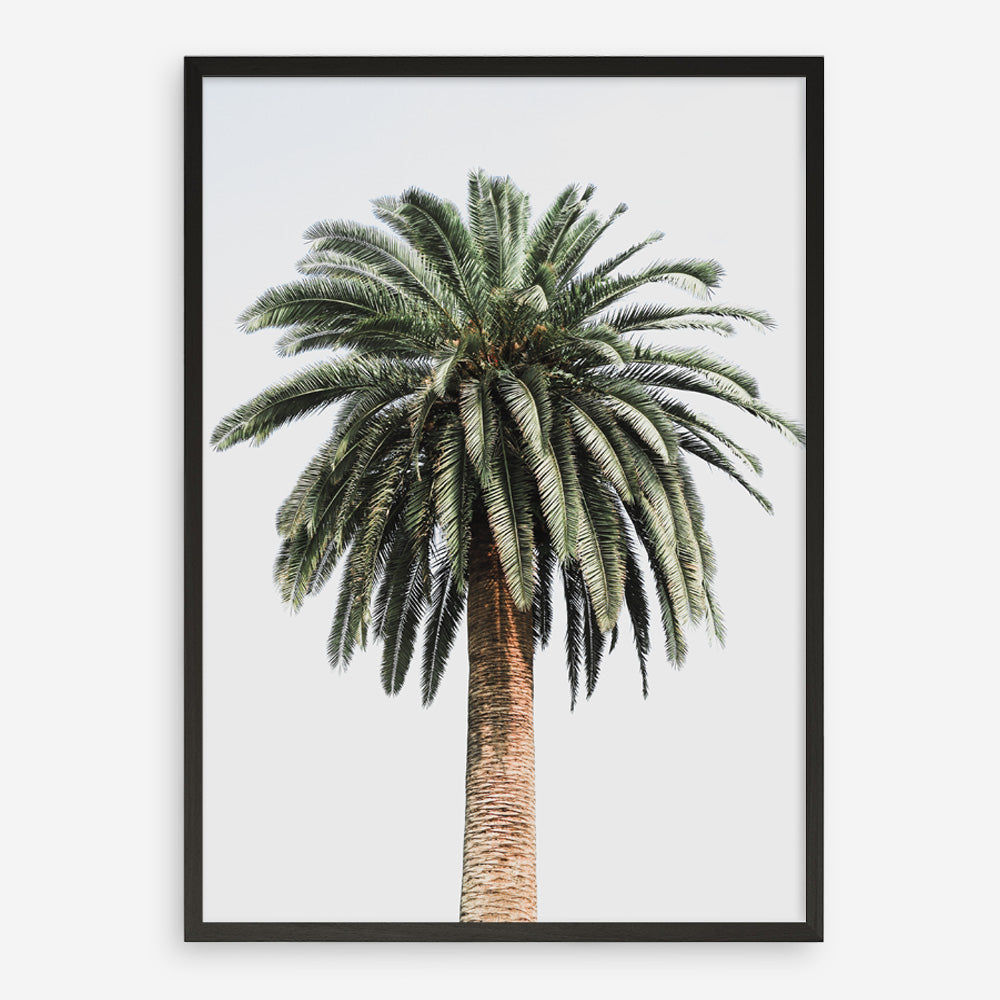 Shop Coconut Palm Tree Photo Art Print a coastal themed photography wall art print from The Print Emporium wall artwork collection - Buy Australian made fine art poster and framed prints for the home and your interior decor, TPE-1079-AP