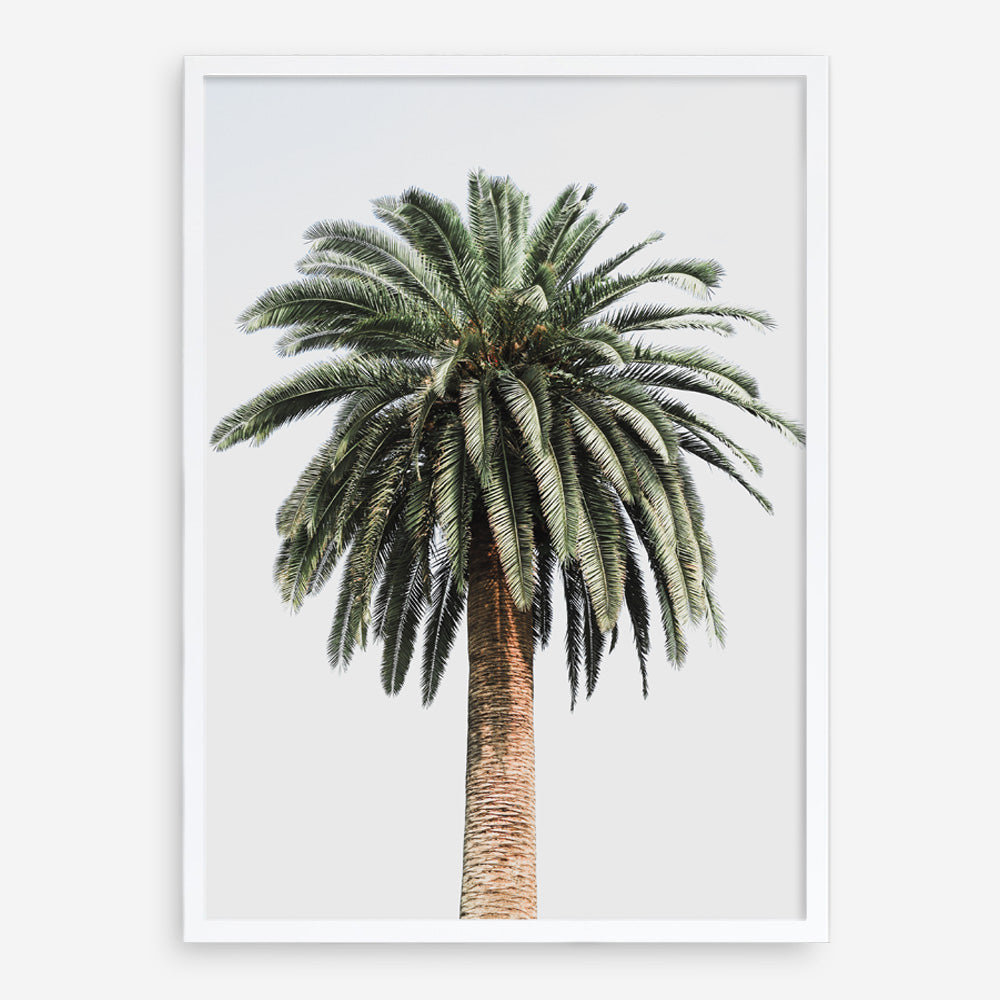 Shop Coconut Palm Tree Photo Art Print a coastal themed photography wall art print from The Print Emporium wall artwork collection - Buy Australian made fine art poster and framed prints for the home and your interior decor, TPE-1079-AP