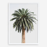Shop Coconut Palm Tree Photo Art Print a coastal themed photography wall art print from The Print Emporium wall artwork collection - Buy Australian made fine art poster and framed prints for the home and your interior decor, TPE-1079-AP