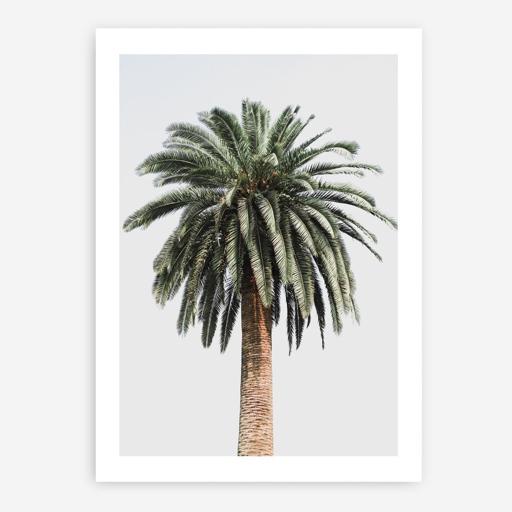 Shop Coconut Palm Tree Photo Art Print a coastal themed photography wall art print from The Print Emporium wall artwork collection - Buy Australian made fine art poster and framed prints for the home and your interior decor, TPE-1079-AP