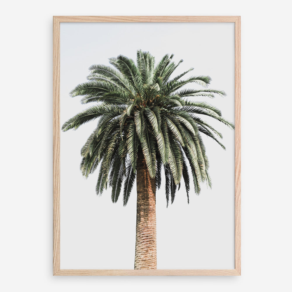 Shop Coconut Palm Tree Photo Art Print a coastal themed photography wall art print from The Print Emporium wall artwork collection - Buy Australian made fine art poster and framed prints for the home and your interior decor, TPE-1079-AP