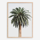 Shop Coconut Palm Tree Photo Art Print a coastal themed photography wall art print from The Print Emporium wall artwork collection - Buy Australian made fine art poster and framed prints for the home and your interior decor, TPE-1079-AP