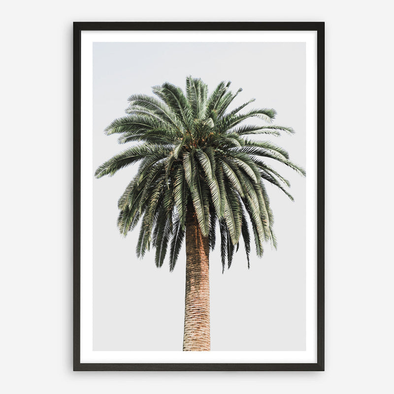 Shop Coconut Palm Tree Photo Art Print a coastal themed photography wall art print from The Print Emporium wall artwork collection - Buy Australian made fine art poster and framed prints for the home and your interior decor, TPE-1079-AP
