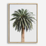 Shop Coconut Palm Tree Photo Canvas Print a coastal themed photography framed stretched canvas print from The Print Emporium wall artwork collection - Buy Australian made prints for the home and your interior decor space, TPE-1079-CA-35X46-NF