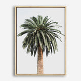 Shop Coconut Palm Tree Photo Canvas Print a coastal themed photography framed stretched canvas print from The Print Emporium wall artwork collection - Buy Australian made prints for the home and your interior decor space, TPE-1079-CA-35X46-NF
