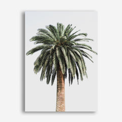 Shop Coconut Palm Tree Photo Canvas Print a coastal themed photography framed stretched canvas print from The Print Emporium wall artwork collection - Buy Australian made prints for the home and your interior decor space, TPE-1079-CA-35X46-NF