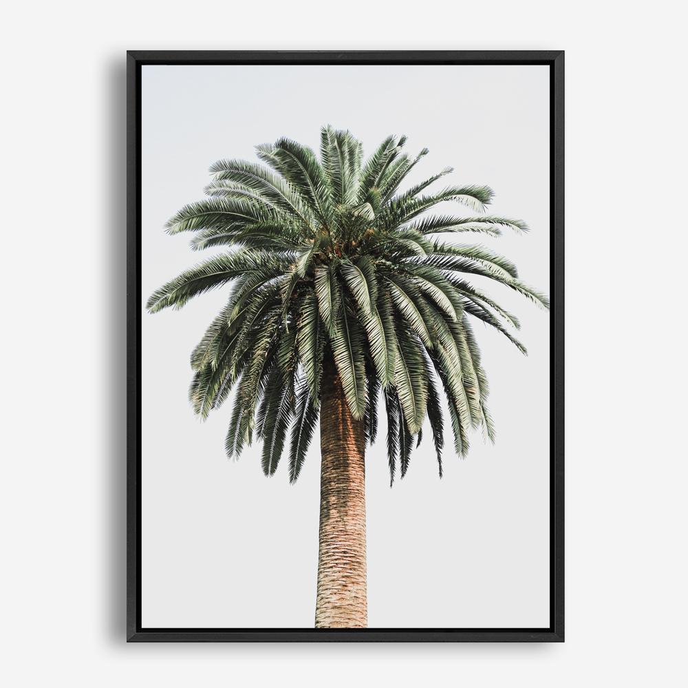 Shop Coconut Palm Tree Photo Canvas Print a coastal themed photography framed stretched canvas print from The Print Emporium wall artwork collection - Buy Australian made prints for the home and your interior decor space, TPE-1079-CA-35X46-NF