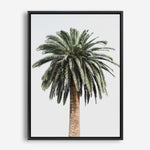 Shop Coconut Palm Tree Photo Canvas Print a coastal themed photography framed stretched canvas print from The Print Emporium wall artwork collection - Buy Australian made prints for the home and your interior decor space, TPE-1079-CA-35X46-NF