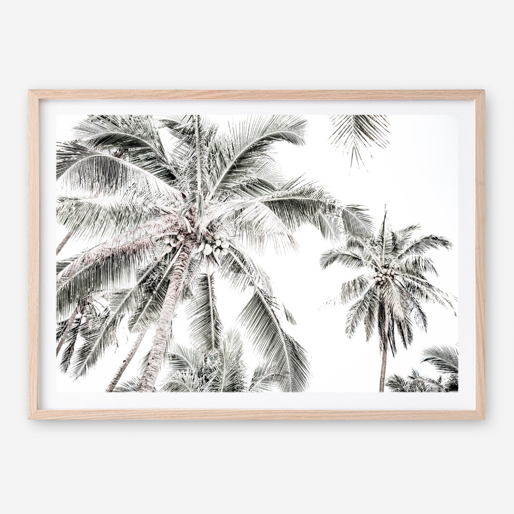Shop Coconut Palms Photo Art Print a photography wall art print from The Print Emporium wall artwork collection - Buy Australian made fine art poster and framed prints for the home and your interior decor room, TPE-738-AP