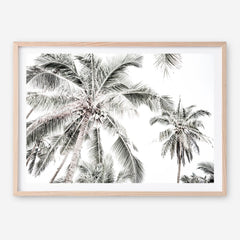 Shop Coconut Palms Photo Art Print a photography wall art print from The Print Emporium wall artwork collection - Buy Australian made fine art poster and framed prints for the home and your interior decor room, TPE-738-AP