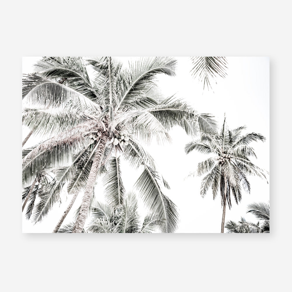 Shop Coconut Palms Photo Art Print a photography wall art print from The Print Emporium wall artwork collection - Buy Australian made fine art poster and framed prints for the home and your interior decor room, TPE-738-AP