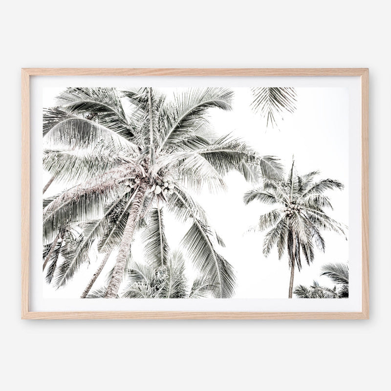Shop Coconut Palms Photo Art Print a photography wall art print from The Print Emporium wall artwork collection - Buy Australian made fine art poster and framed prints for the home and your interior decor room, TPE-738-AP