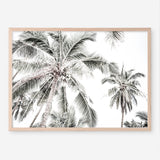 Shop Coconut Palms Photo Art Print a photography wall art print from The Print Emporium wall artwork collection - Buy Australian made fine art poster and framed prints for the home and your interior decor room, TPE-738-AP