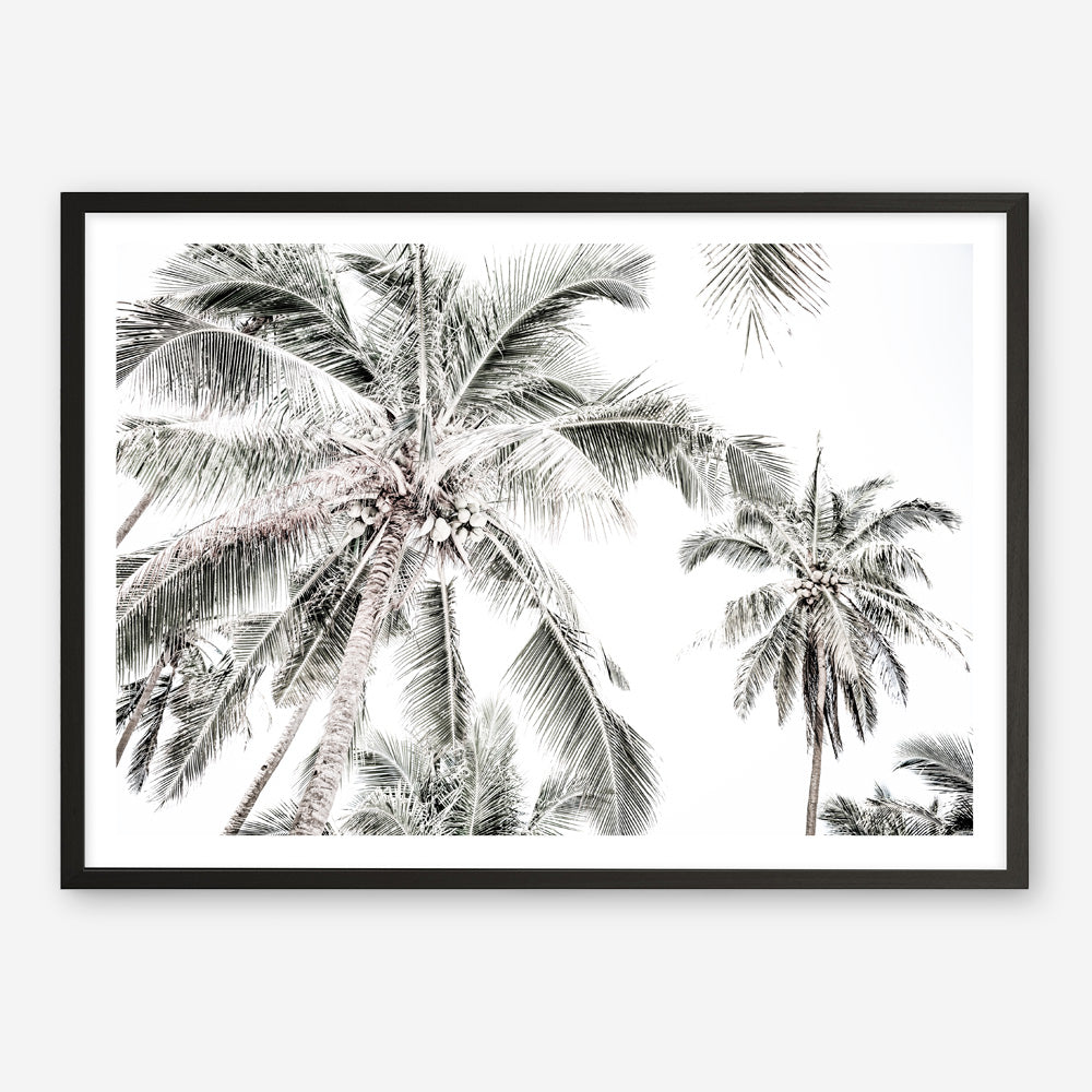 Shop Coconut Palms Photo Art Print a photography wall art print from The Print Emporium wall artwork collection - Buy Australian made fine art poster and framed prints for the home and your interior decor room, TPE-738-AP