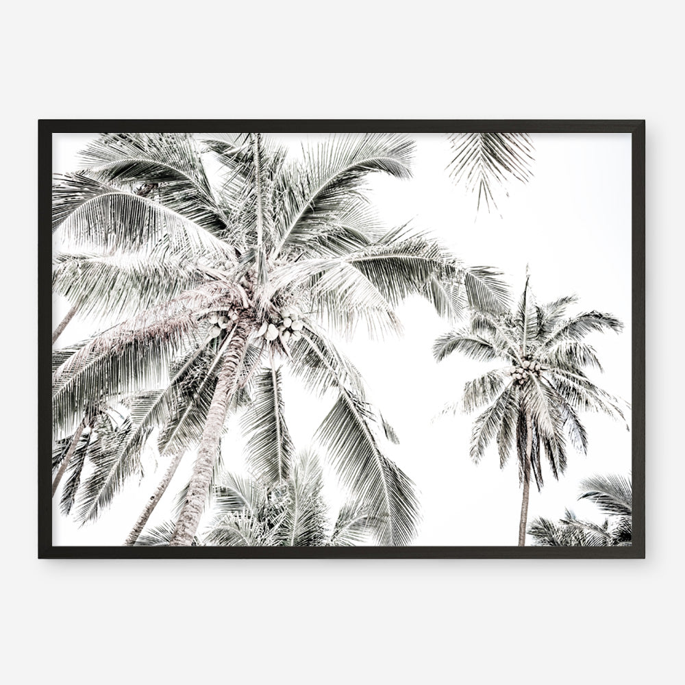 Shop Coconut Palms Photo Art Print a photography wall art print from The Print Emporium wall artwork collection - Buy Australian made fine art poster and framed prints for the home and your interior decor room, TPE-738-AP