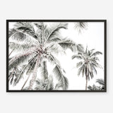 Shop Coconut Palms Photo Art Print a photography wall art print from The Print Emporium wall artwork collection - Buy Australian made fine art poster and framed prints for the home and your interior decor room, TPE-738-AP
