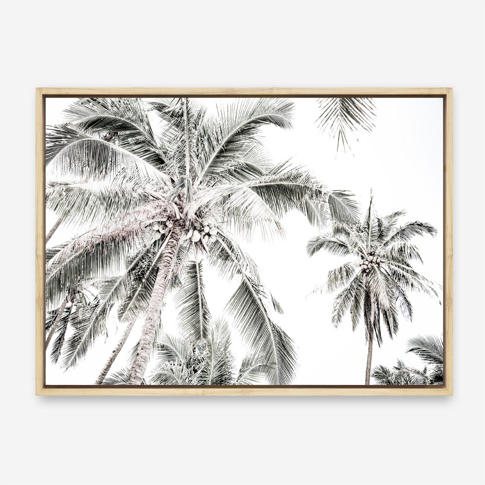 Shop Coconut Palms Photo Canvas Print a photography framed stretched canvas print from The Print Emporium wall artwork collection - Buy Australian made prints for the home and your interior decor space, TPE-738-CA-35X46-NF