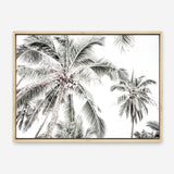 Shop Coconut Palms Photo Canvas Print a photography framed stretched canvas print from The Print Emporium wall artwork collection - Buy Australian made prints for the home and your interior decor space, TPE-738-CA-35X46-NF