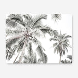 Shop Coconut Palms Photo Canvas Print a photography framed stretched canvas print from The Print Emporium wall artwork collection - Buy Australian made prints for the home and your interior decor space, TPE-738-CA-35X46-NF