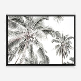 Shop Coconut Palms Photo Canvas Print a photography framed stretched canvas print from The Print Emporium wall artwork collection - Buy Australian made prints for the home and your interior decor space, TPE-738-CA-35X46-NF