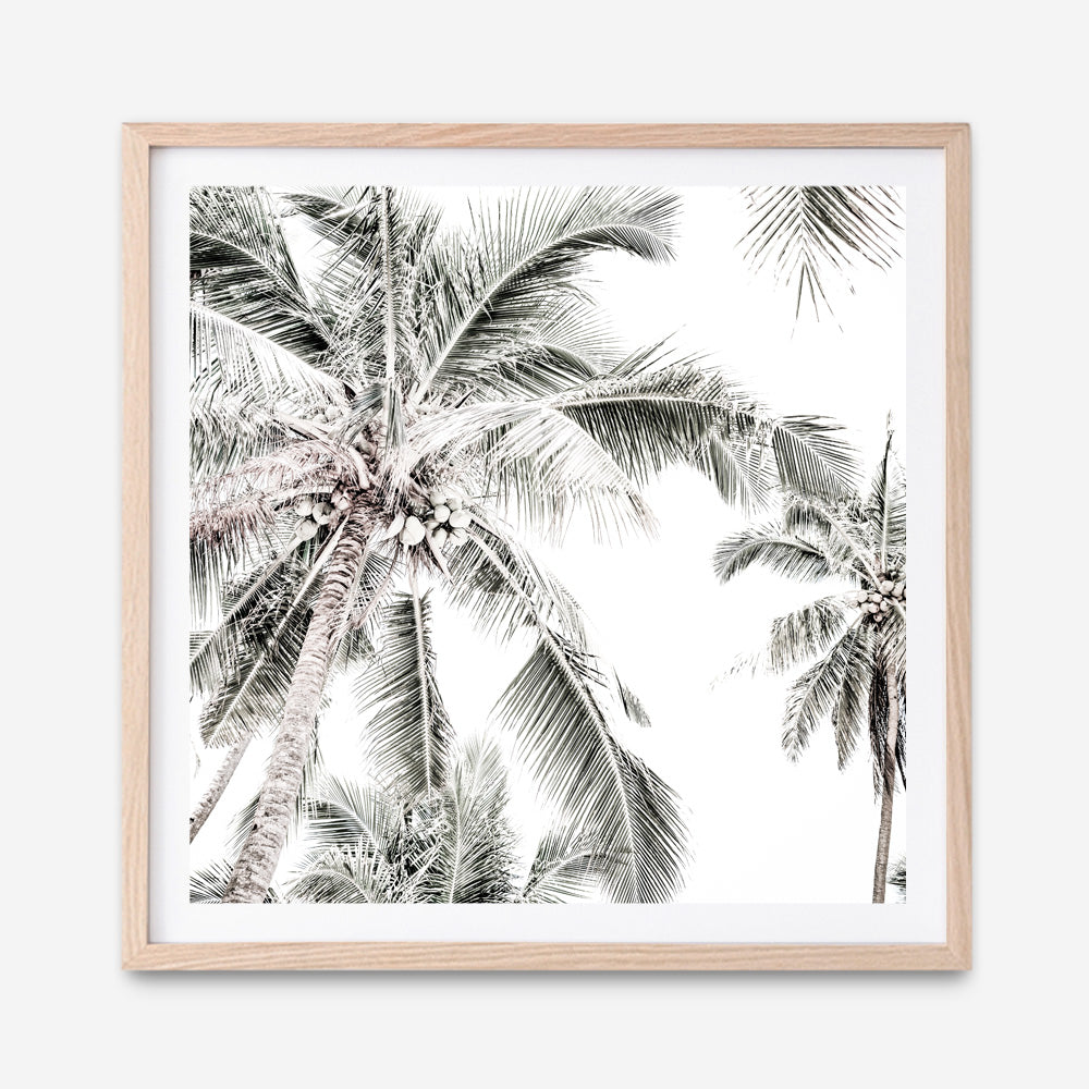 Shop Coconut Palms (Square) Photo Art Print a coastal themed photography wall art print from The Print Emporium wall artwork collection - Buy Australian made fine art poster and framed prints for the home and your interior decor, TPE-1017-AP