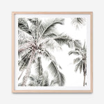 Shop Coconut Palms (Square) Photo Art Print a coastal themed photography wall art print from The Print Emporium wall artwork collection - Buy Australian made fine art poster and framed prints for the home and your interior decor, TPE-1017-AP