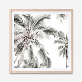 Shop Coconut Palms (Square) Photo Art Print a coastal themed photography wall art print from The Print Emporium wall artwork collection - Buy Australian made fine art poster and framed prints for the home and your interior decor, TPE-1017-AP