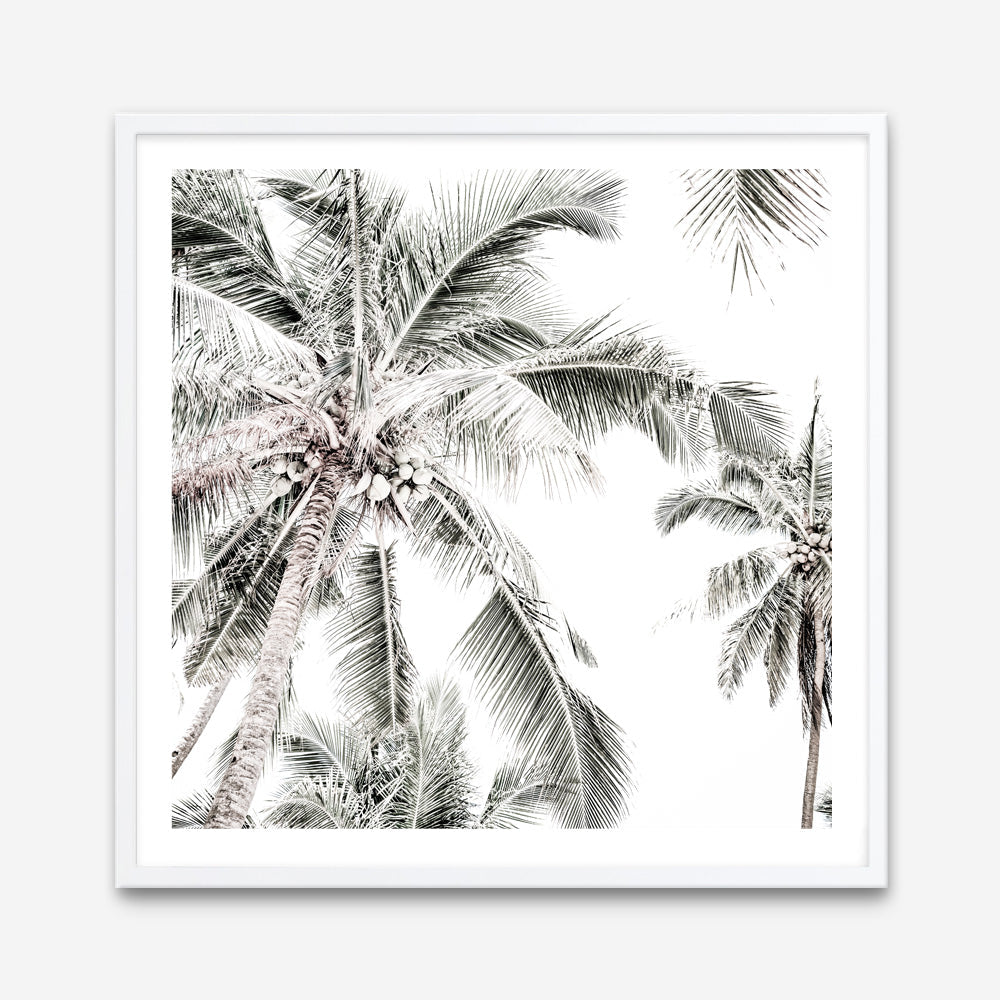 Shop Coconut Palms (Square) Photo Art Print a coastal themed photography wall art print from The Print Emporium wall artwork collection - Buy Australian made fine art poster and framed prints for the home and your interior decor, TPE-1017-AP