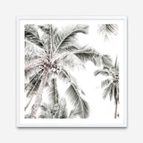 Shop Coconut Palms (Square) Photo Art Print a coastal themed photography wall art print from The Print Emporium wall artwork collection - Buy Australian made fine art poster and framed prints for the home and your interior decor, TPE-1017-AP