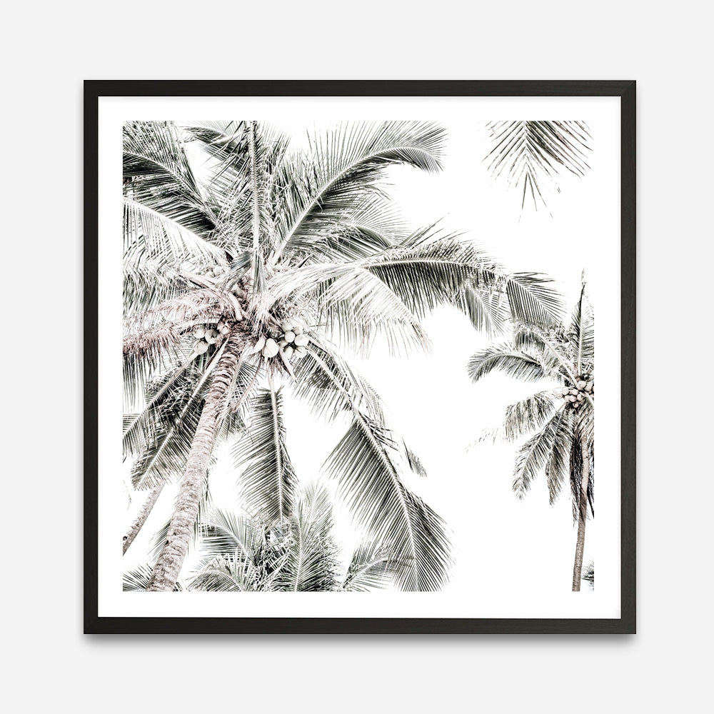 Shop Coconut Palms (Square) Photo Art Print a coastal themed photography wall art print from The Print Emporium wall artwork collection - Buy Australian made fine art poster and framed prints for the home and your interior decor, TPE-1017-AP