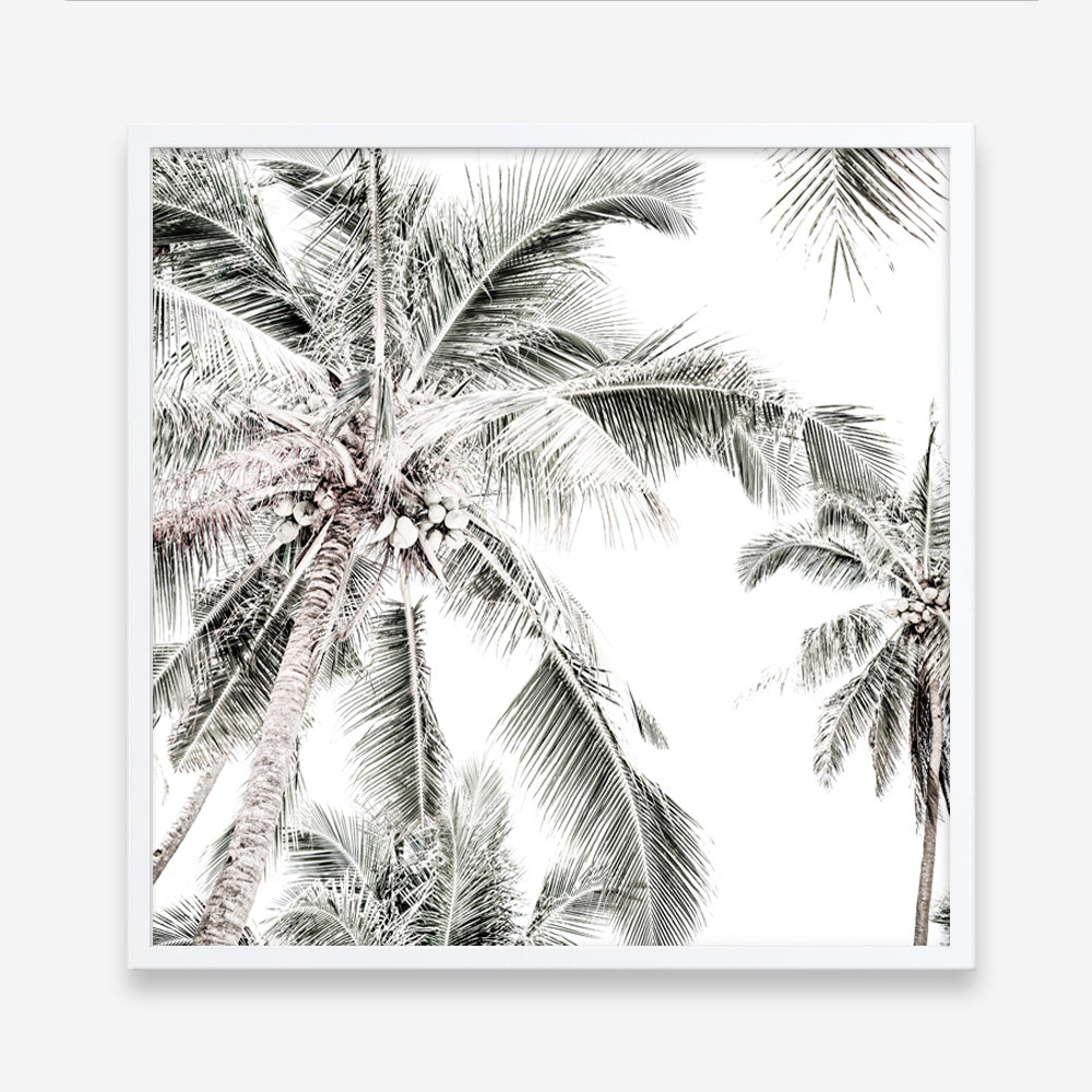 Shop Coconut Palms (Square) Photo Art Print a coastal themed photography wall art print from The Print Emporium wall artwork collection - Buy Australian made fine art poster and framed prints for the home and your interior decor, TPE-1017-AP