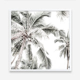 Shop Coconut Palms (Square) Photo Art Print a coastal themed photography wall art print from The Print Emporium wall artwork collection - Buy Australian made fine art poster and framed prints for the home and your interior decor, TPE-1017-AP