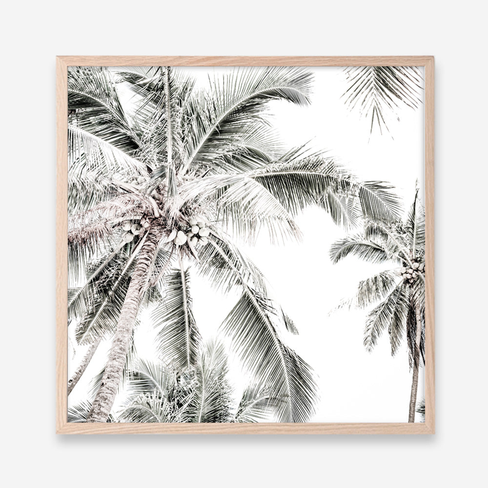 Shop Coconut Palms (Square) Photo Art Print a coastal themed photography wall art print from The Print Emporium wall artwork collection - Buy Australian made fine art poster and framed prints for the home and your interior decor, TPE-1017-AP