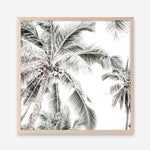 Shop Coconut Palms (Square) Photo Art Print a coastal themed photography wall art print from The Print Emporium wall artwork collection - Buy Australian made fine art poster and framed prints for the home and your interior decor, TPE-1017-AP