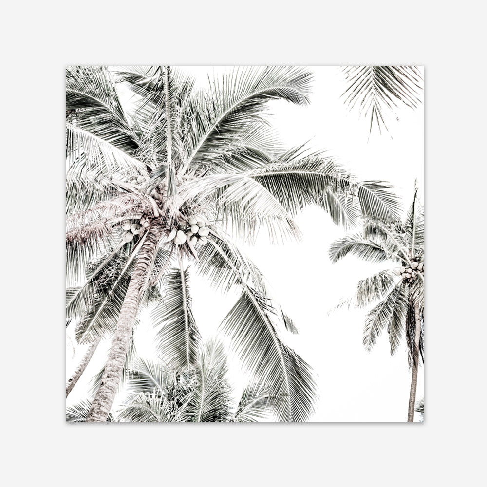 Shop Coconut Palms (Square) Photo Art Print a coastal themed photography wall art print from The Print Emporium wall artwork collection - Buy Australian made fine art poster and framed prints for the home and your interior decor, TPE-1017-AP