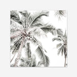 Shop Coconut Palms (Square) Photo Art Print a coastal themed photography wall art print from The Print Emporium wall artwork collection - Buy Australian made fine art poster and framed prints for the home and your interior decor, TPE-1017-AP