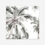 Shop Coconut Palms (Square) Photo Art Print a coastal themed photography wall art print from The Print Emporium wall artwork collection - Buy Australian made fine art poster and framed prints for the home and your interior decor, TPE-1017-AP