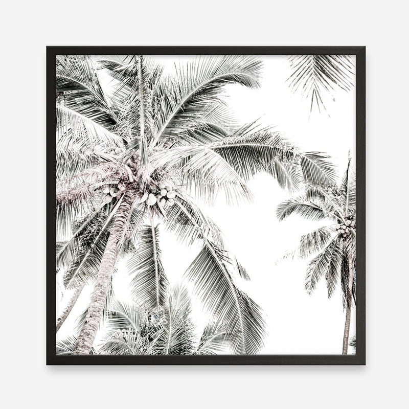 Shop Coconut Palms (Square) Photo Art Print a coastal themed photography wall art print from The Print Emporium wall artwork collection - Buy Australian made fine art poster and framed prints for the home and your interior decor, TPE-1017-AP