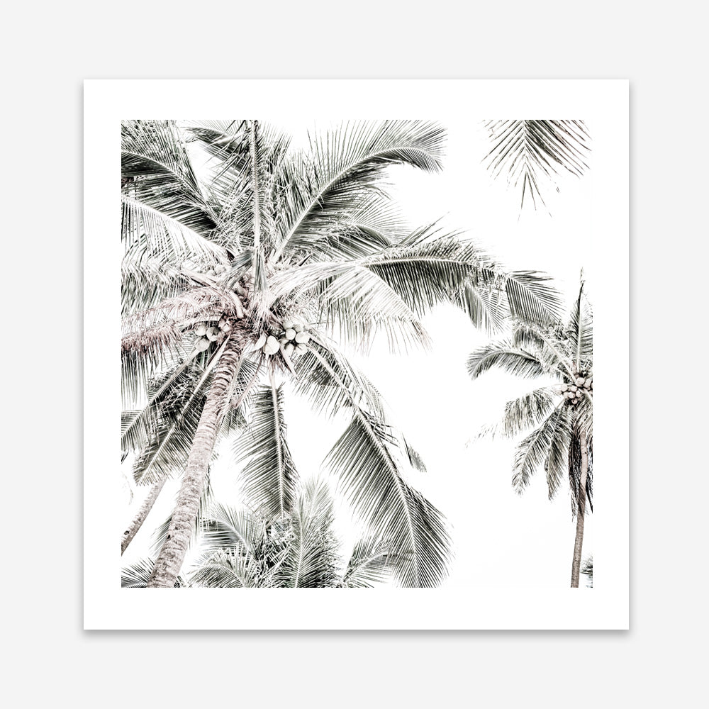 Shop Coconut Palms (Square) Photo Art Print a coastal themed photography wall art print from The Print Emporium wall artwork collection - Buy Australian made fine art poster and framed prints for the home and your interior decor, TPE-1017-AP