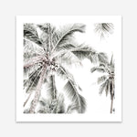 Shop Coconut Palms (Square) Photo Art Print a coastal themed photography wall art print from The Print Emporium wall artwork collection - Buy Australian made fine art poster and framed prints for the home and your interior decor, TPE-1017-AP
